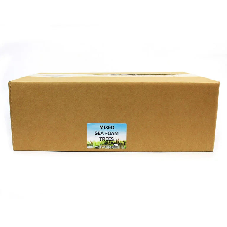 WWS - Mixed Size: Sea Foam Tree Box