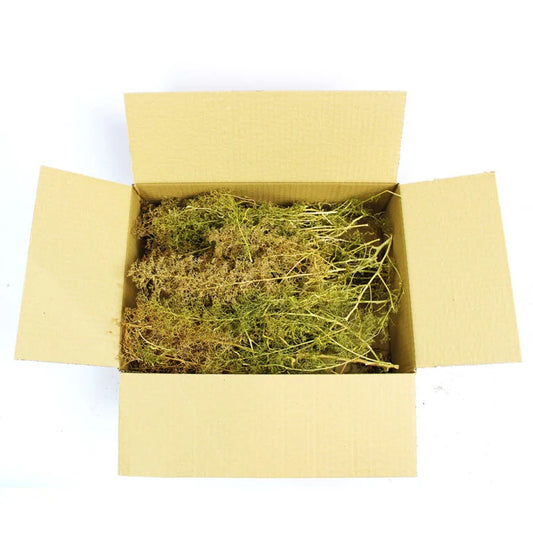 WWS - Mixed Size: Sea Foam Tree Box